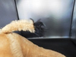 steiff large donkey good tail